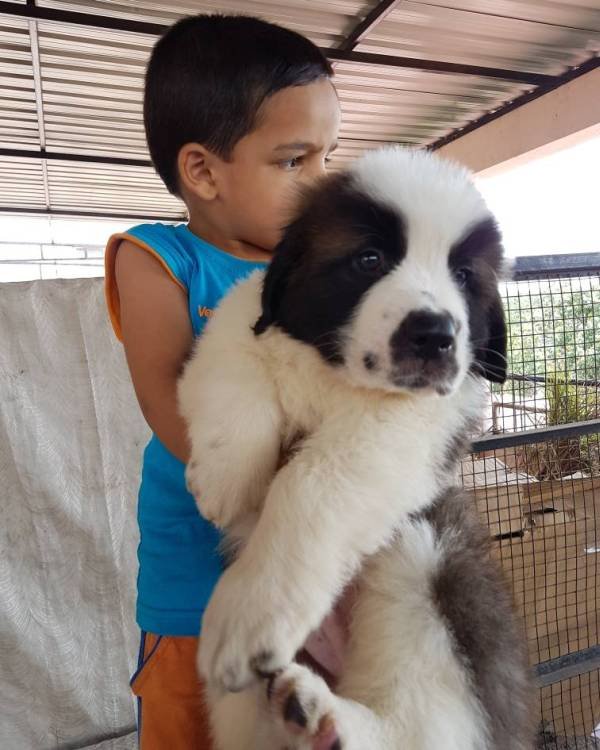 DogsIndia.com - St. Bernard - Ajit Kennels