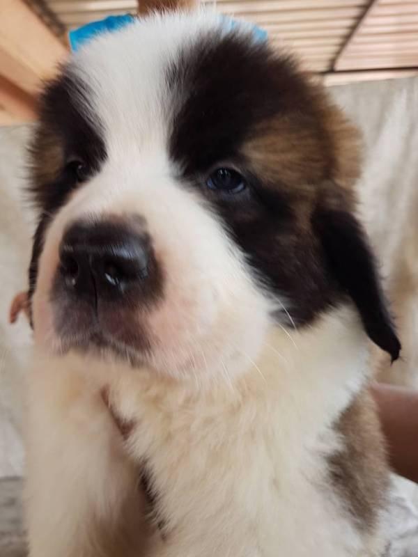 DogsIndia.com - St. Bernard - Ajit Kennels