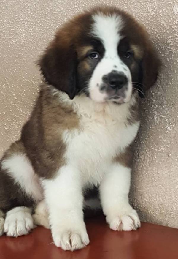 DogsIndia.com - St. Bernard - Ajit Kennels