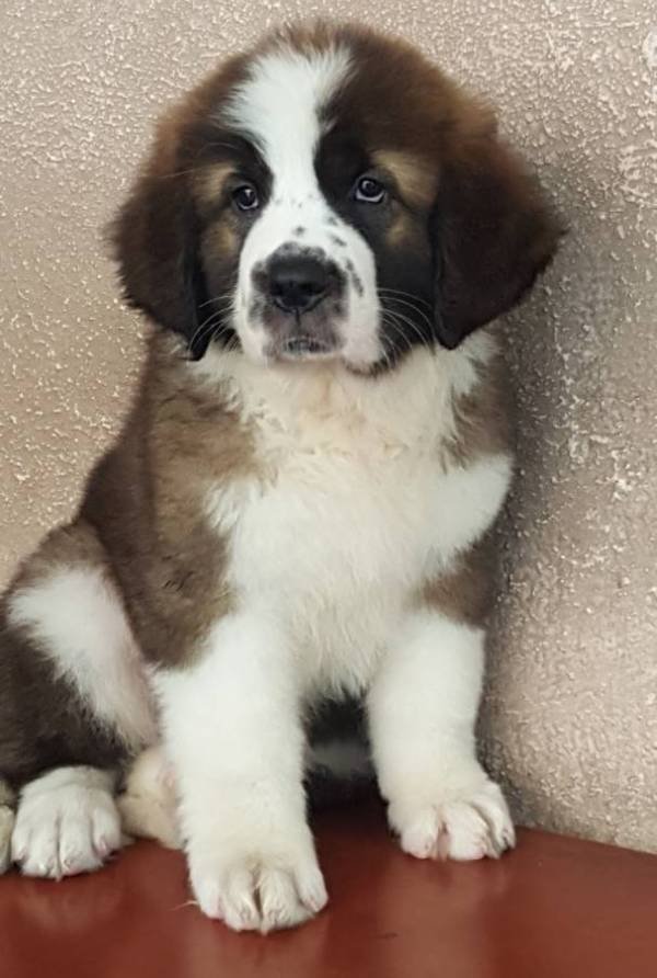 DogsIndia.com - St. Bernard - Ajit Kennels