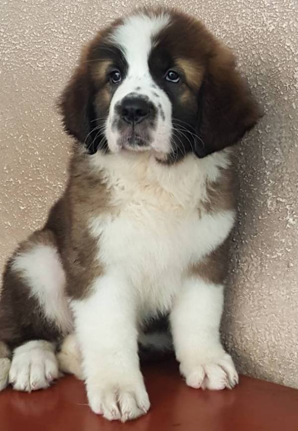 DogsIndia.com - St. Bernard - Ajit Kennels