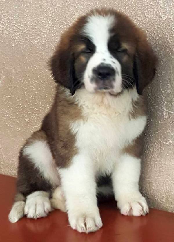 DogsIndia.com - St. Bernard - Ajit Kennels