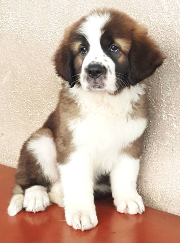 DogsIndia.com - St. Bernard - Ajit Kennels