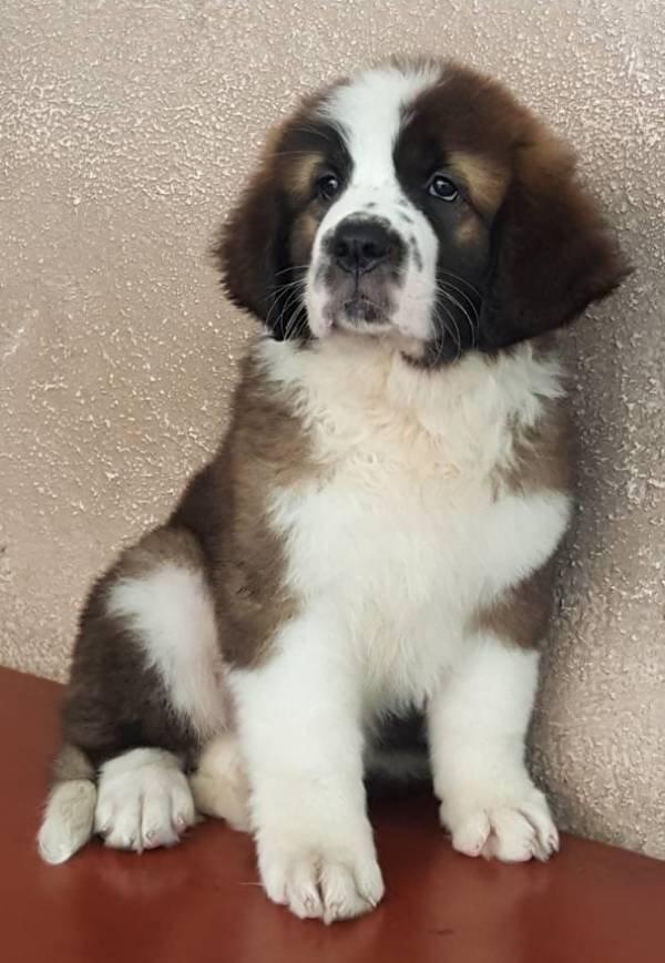 DogsIndia.com - St. Bernard - Ajit Kennels