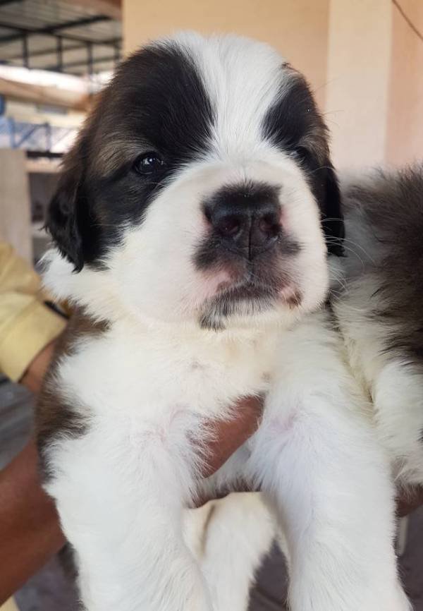 DogsIndia.com - St. Bernard - Ajit Kennels