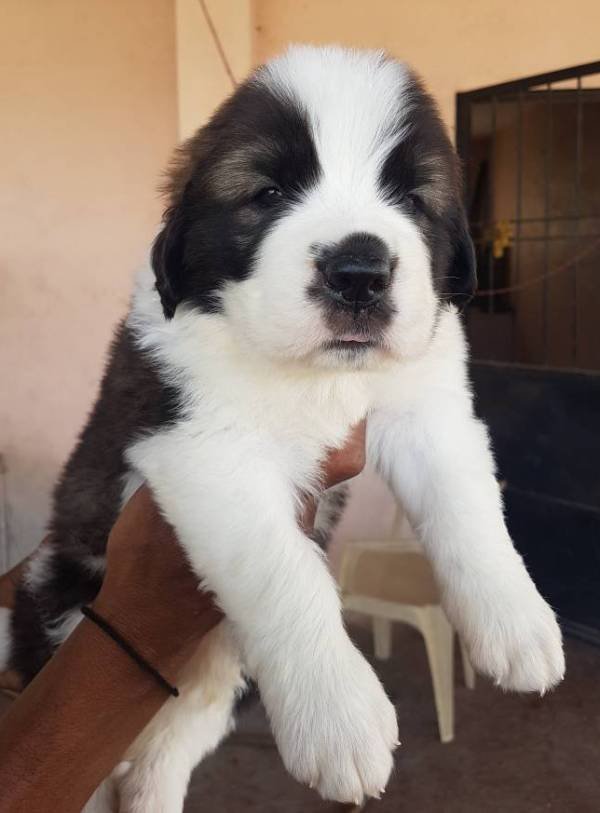 DogsIndia.com - St. Bernard - Ajit Kennels