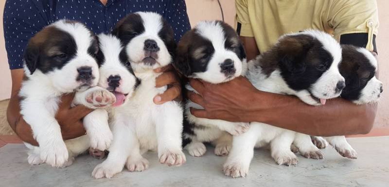 DogsIndia.com - St. Bernard - Ajit Kennels