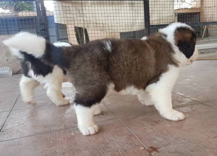 DogsIndia.com - St. Bernard - Ajit Kennels