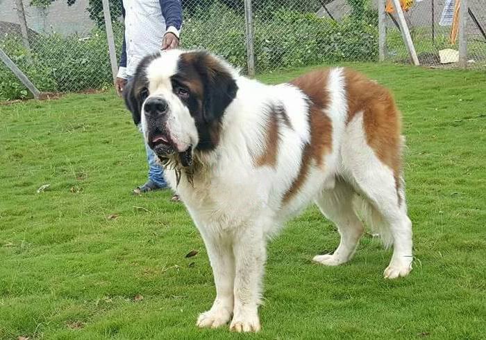 DogsIndia.com - St. Bernard - Ajit Kennels