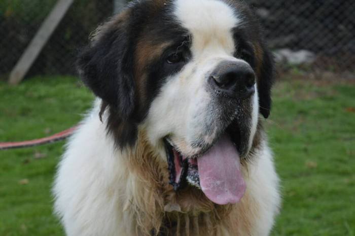 DogsIndia.com - St. Bernard - Ajit Kennels