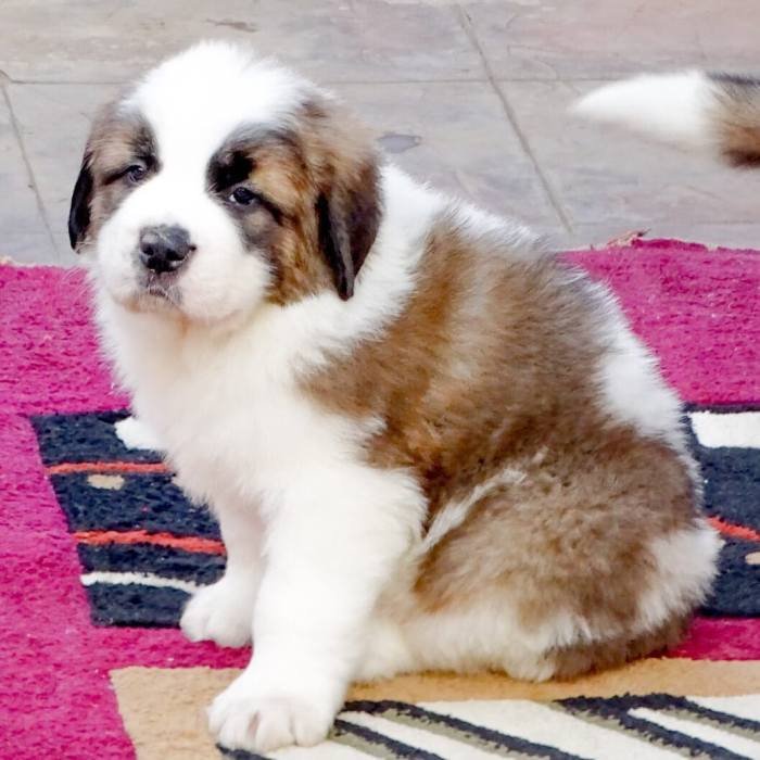 DogsIndia.com - St. Bernard - Ajit Kennels