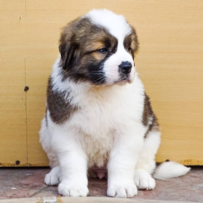 DogsIndia.com - St. Bernard - Ajit Kennels