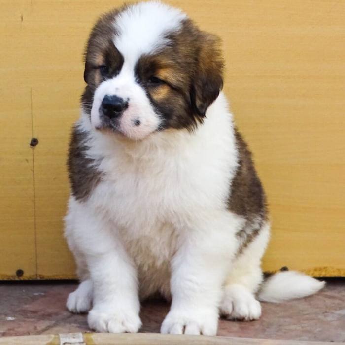 DogsIndia.com - St. Bernard - Ajit Kennels