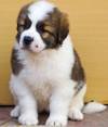 DogsIndia.com - St. Bernard - Ajit Kennels