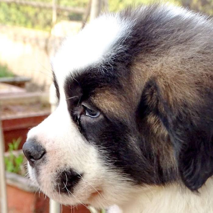 DogsIndia.com - St. Bernard - Ajit Kennels