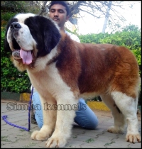 DogsIndia.com - St. Bernard - Kiran Gowda