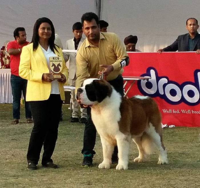 DogsIndia.com - St. Bernard - Royal Squad Kennel - Praful