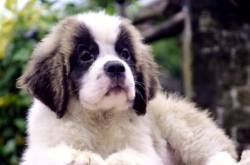 DogsIndia.com - St. Bernard - Royal Squad Kennel - Praful