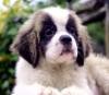 DogsIndia.com - St. Bernard - Royal Squad Kennel - Praful