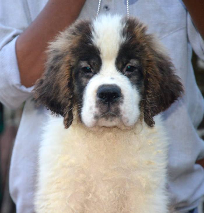 DogsIndia.com - St. Bernard - Royal Squad Kennel - Praful