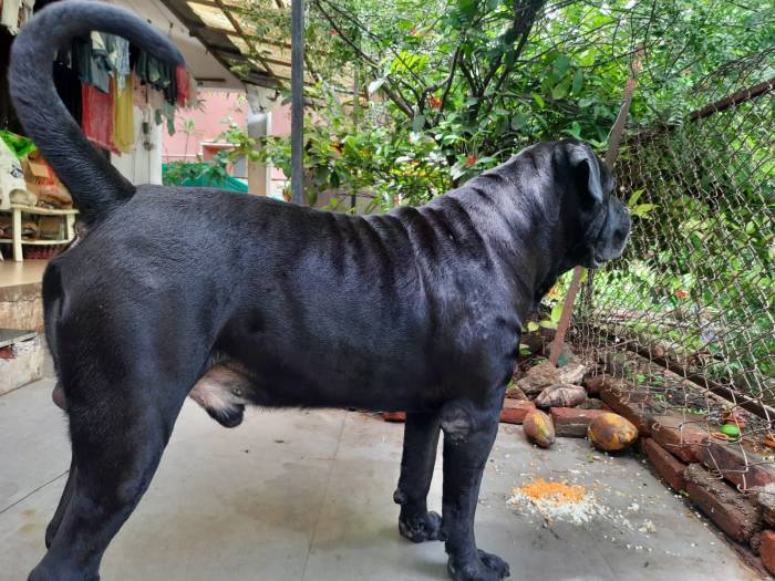 DogsIndia.com - Stud Dog - Cane Corso - Swati Dhingra