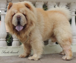 Stud Service - Chow Chow - Simha Kennels