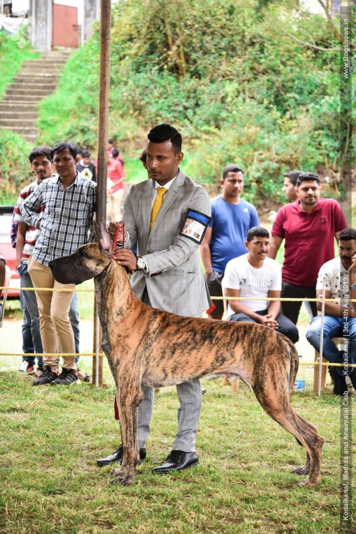 DogsIndia.com - Great Dane - Subhiksha's Kennel
