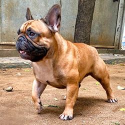 DogsIndia.com - French Bulldog at Stud - Maravan Kennels