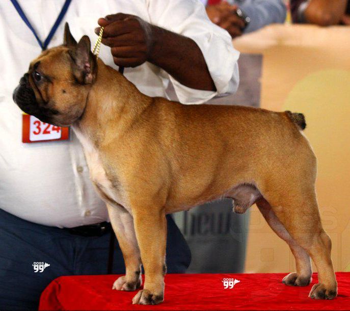 DogsIndia.com - French Bulldog at Stud - Maravan Kennels