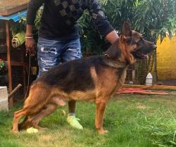 DogsIndia.com - GSD - Subhiksha's Kennel