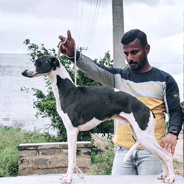 DogsIndia.com - Whippet Available at Stud - Nihal