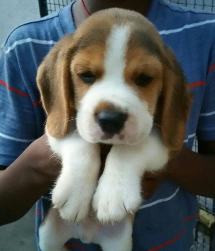 DogsIndia.com - Beagle - Senthilkumar