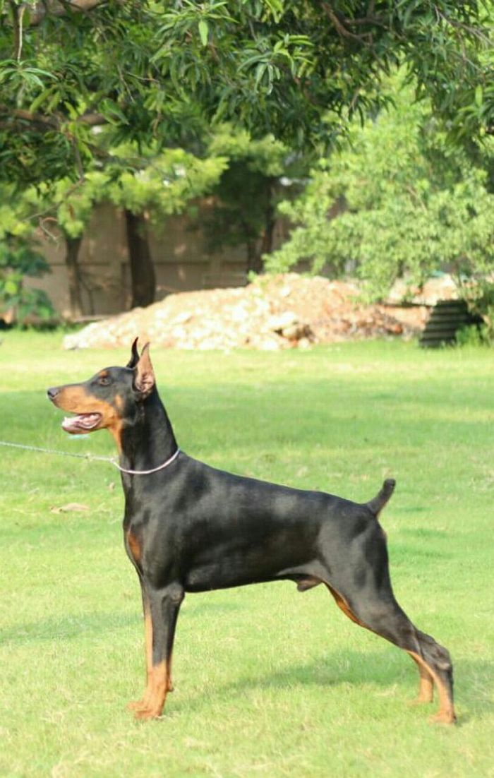 DogsIndia.com - Dobermann - Dewdrops Kennel