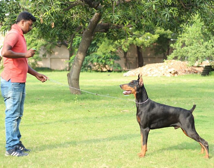 DogsIndia.com - Dobermann - Dewdrops Kennel