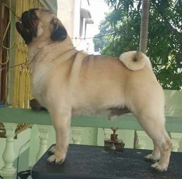 DogsIndia.com - Pug - Senthilkumar