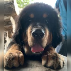 DogsIndia.com - Tibetan Mastiff - Monu Garg