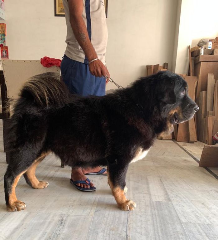 DogsIndia.com - Tibetan Mastiff - Monu Garg