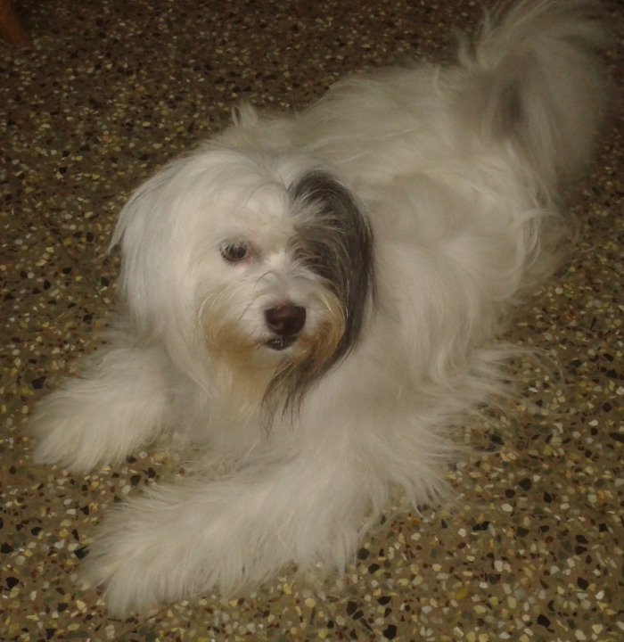 DogsIndia.com - Tibetan Terrier - Chandrasekaran