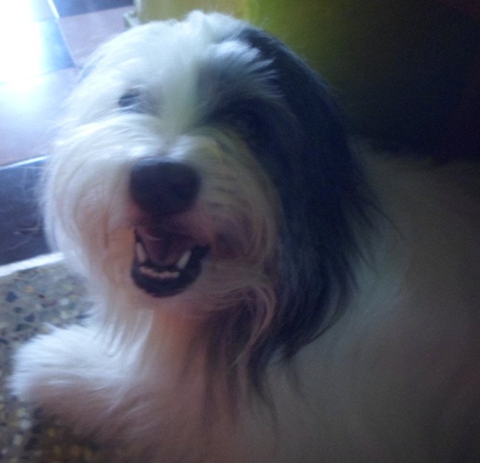 DogsIndia.com - Tibetan Terrier - Chandrasekaran