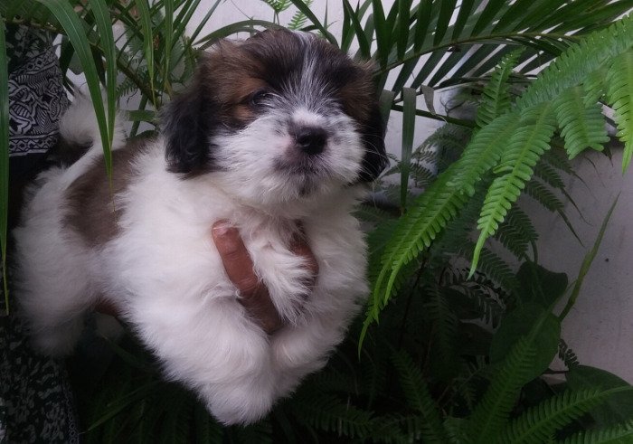 DogsIndia.com - Tibetan Terrier - Chandrasekaran