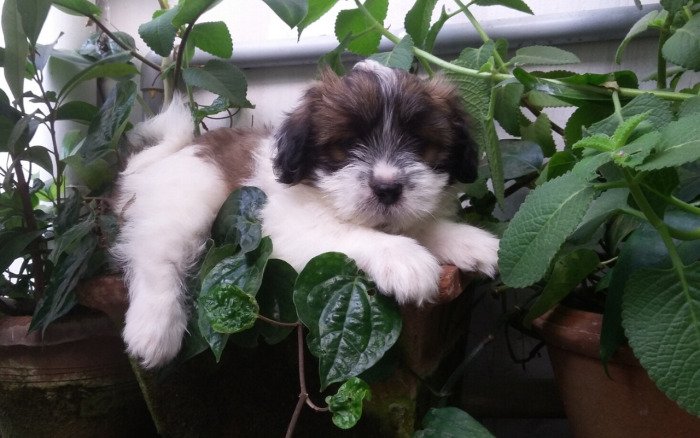 DogsIndia.com - Tibetan Terrier - Chandrasekaran