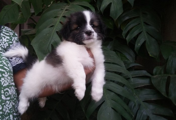 DogsIndia.com - Tibetan Terrier - Chandrasekaran