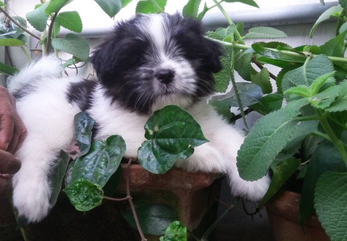 DogsIndia.com - Tibetan Terrier - Chandrasekaran