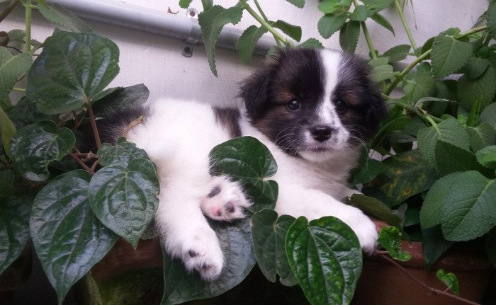 DogsIndia.com - Tibetan Terrier - Chandrasekaran
