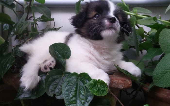 DogsIndia.com - Tibetan Terrier - Chandrasekaran