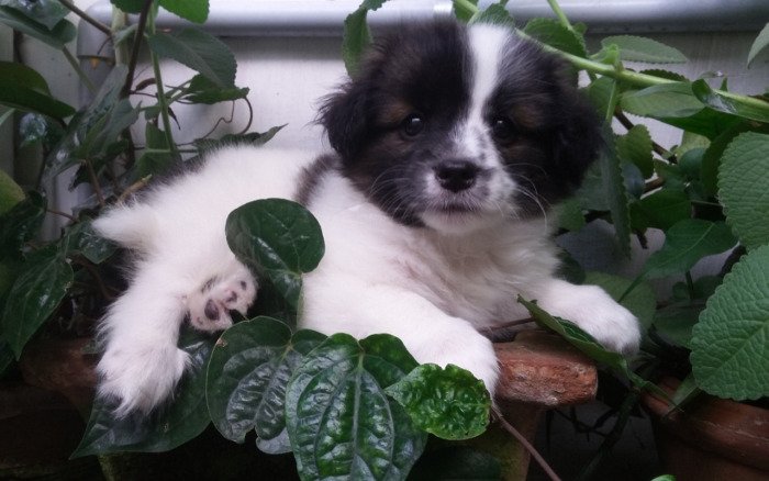 DogsIndia.com - Tibetan Terrier - Chandrasekaran