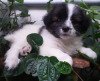 DogsIndia.com - Tibetan Terrier - Chandrasekaran