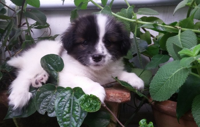 DogsIndia.com - Tibetan Terrier - Chandrasekaran