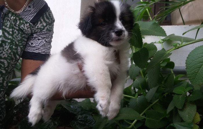 DogsIndia.com - Tibetan Terrier - Chandrasekaran