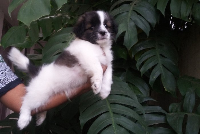DogsIndia.com - Tibetan Terrier - Chandrasekaran